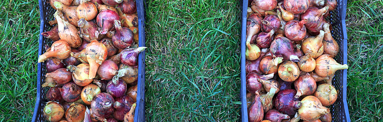 The seasonal harvest of onion in the basket in the garden close-up, in the green grass, top view with place for text, border design panoramic banner 