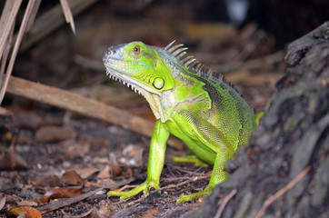 Reptil