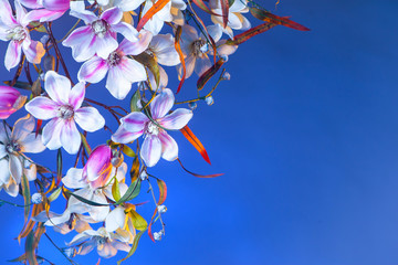 Flowers on a blue background. Magnolias.