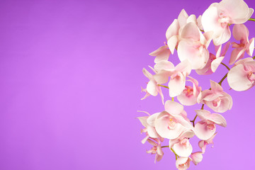 Fototapeta na wymiar Pink Orchids on a pink background