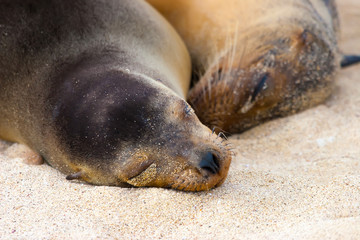 Fototapeta premium Two fur seals are sleeping on the sand. Ecuador. The Galapagos Islands.