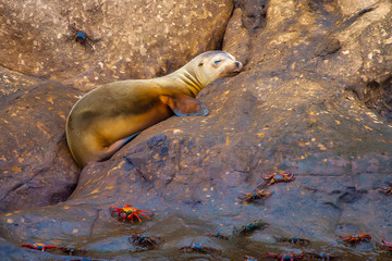 A fur seal sleeps on a rock. The Galapagos Islands.