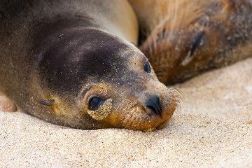 Two fur seals are sleeping on the sand. Ecuador. The Galapagos Islands. Isla San Cristobal Island