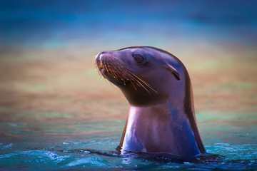 The fur seal was taken out of the water. Pacific Ocean. Ecuador. The Galapagos Islands. Isla San...