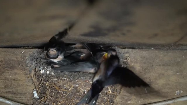 Schwalbenkinder werden gef&uuml;ttert