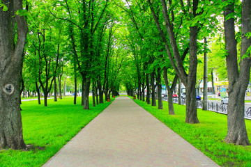 Beautiful park with many green trees and path