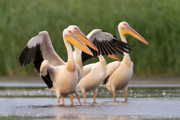 White pelicans on the lake close up