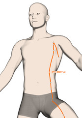 Fototapeta premium Drawing Acupuncture Point SP16 Fuai, 3D Illustration