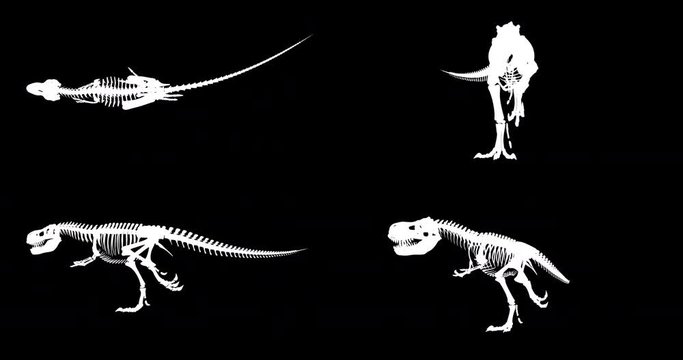 Trex Xray skeleton running cycle, 3D animation slow motion loop, alpha channel