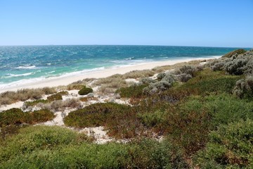 Green Dunes of Cottesloe Beach at Indian Ocean in summer, Western Australia 