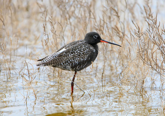Redshank close up portrait