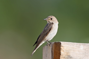 Close up portrait of lesser spotted flycatcher in blurry green background.