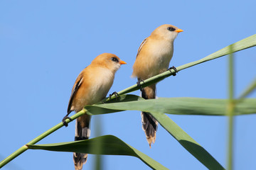 Couple of bearded tit on nice background