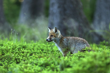 Young red fox in forest on summertime - Vulpes Vulpes