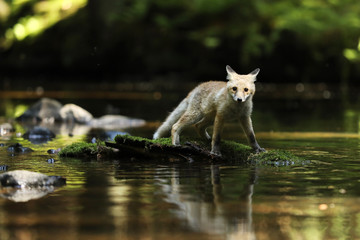 Young red fox on stone in river - Vulpes vulpes