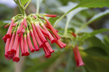 Veilchenstrauch mit Blüten