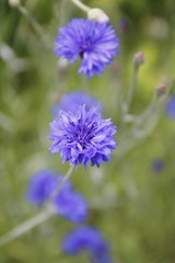 Kornblume auf der Wiese