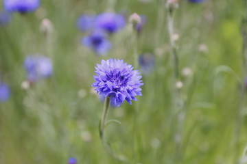 Kornblume auf der Wiese