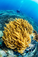 Soft coral and diver on background