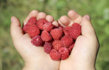 Heart from raspberry in children's hands