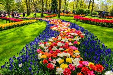 Gordijnen Bloeiende bloemen in Keukenhof-park in Nederland, Europa. © Olena Zn