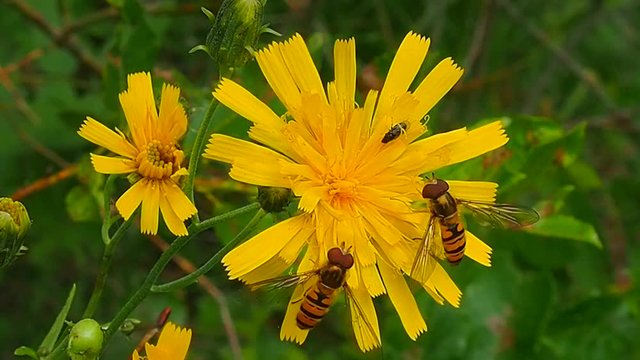 Wasps eat nectar and pollinate the flowers. The life of winged insects in the summer. Wildlife up close.
