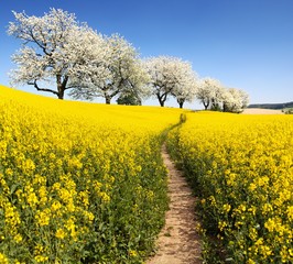 Rapeseed with parhway and alley cherry trees