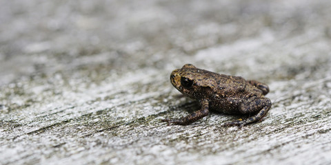 Babykröte auf dem Gartentisch