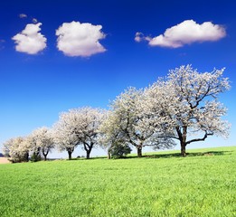 Obraz premium flowering cherry trees and green spring time corn field