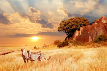 Cheetahs in the African savanna against the backdrop of beautiful sunset. Serengeti National Park. Tanzania. Africa.