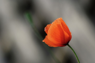 Naklejka premium Mohnblume vor Gartenzaun