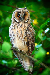 long eared owl
