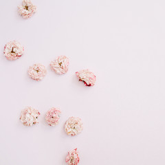 Pink dry roses buds arrangement on pink background. Flat lay, top view. Flowers background.