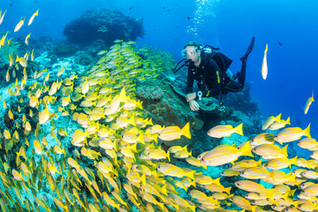 Diver and yellow snapper