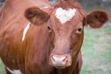 Portrait of a cow with a white heart shape on the head