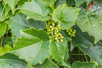 Wilder Wein mit Früchten