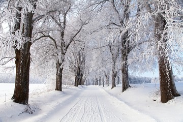wintry landscape scenery with road way and alley vista