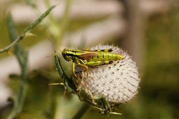 Grashüpfer