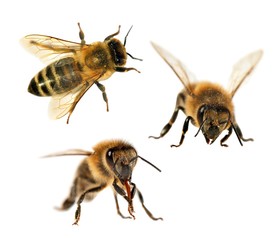 group of bee or honeybee on white background, honey bees