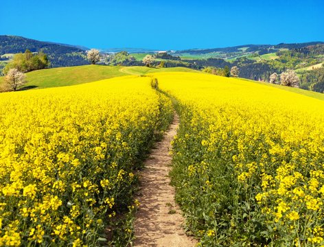 Field Of Rapeseed, Canola Or Colza With Path Way