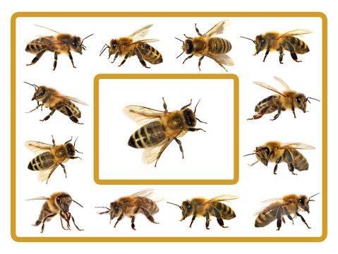 group of bee or honeybee on white background, honey bees