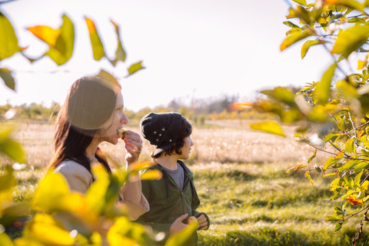 Family Picking Apples In Orchard