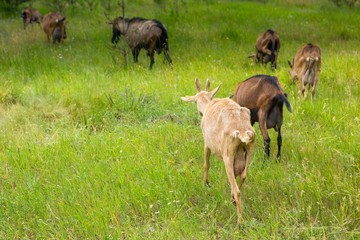 Goats on pasture. farm animals eating grass