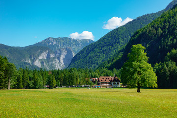 Fototapeta na wymiar Elm tree on meadow in Logarska dolina, Logar valley, Slovenia