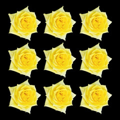 Yellow Rose isolated on black background.