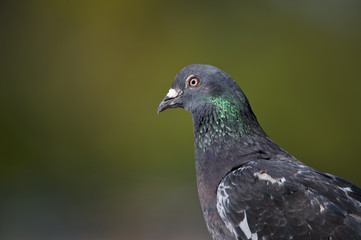 Rock Dove (Columba livia)