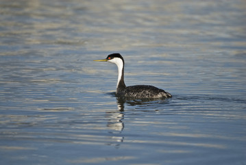 Western Grebe, (Aechmophorus occidentalis)