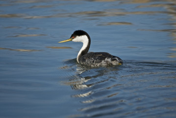 Western Grebe, (Aechmophorus occidentalis)
