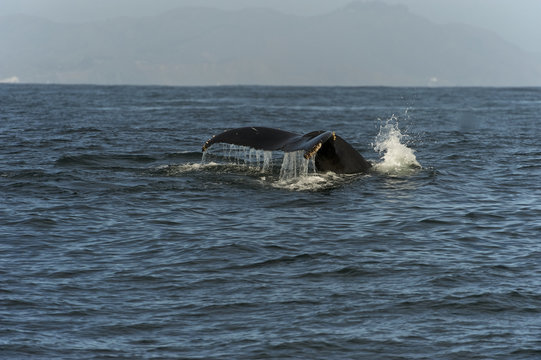 humpback whale (Megaptera novaeangliae) off the coast of California