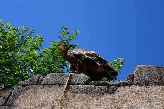 Rapace